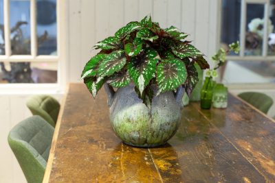 Beleaf Begonia